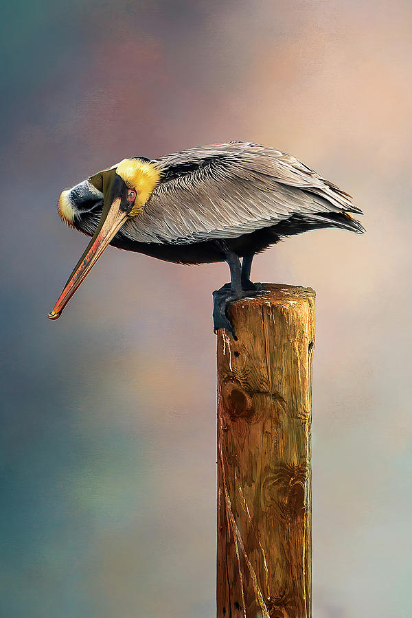 Brown Pelican Photograph by Norman Peay