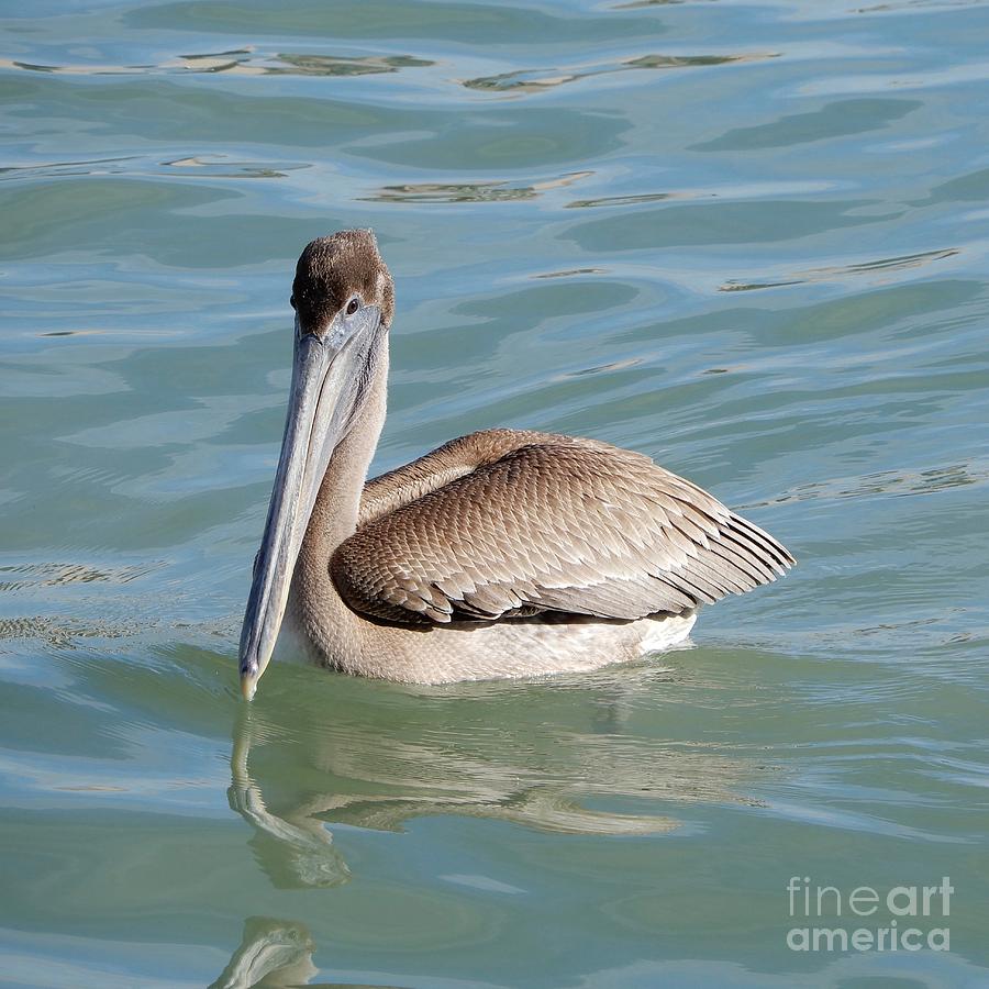 Brown Pelican on Blue-Green Water Square Photograph by Carol Groenen
