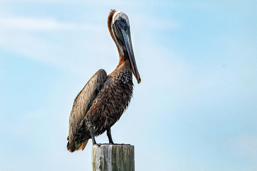 Brown Pelican on Dock Post Photograph by Fon Denton