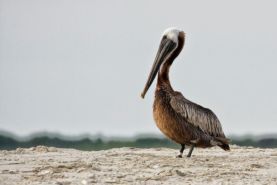 Brown Pelican on North Carolina Beach Photograph by Bob Decker