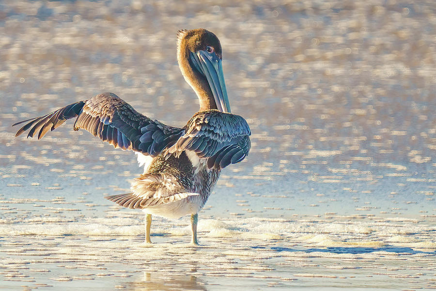 Brown pelican on the beach, close-up portrait of a beautiful bir Photograph by Hanna Tor