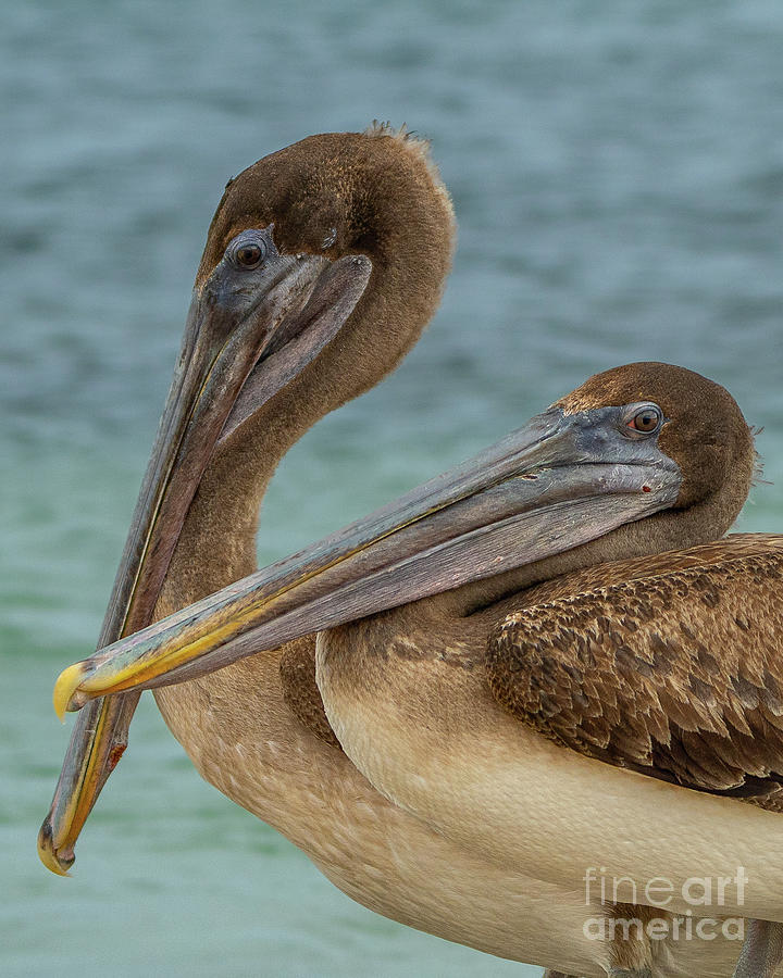 Brown Pelican Pair Close-up Photograph by Nancy Gleason