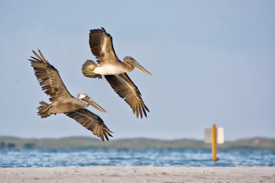 Brown Pelican Pair In Flight Photograph