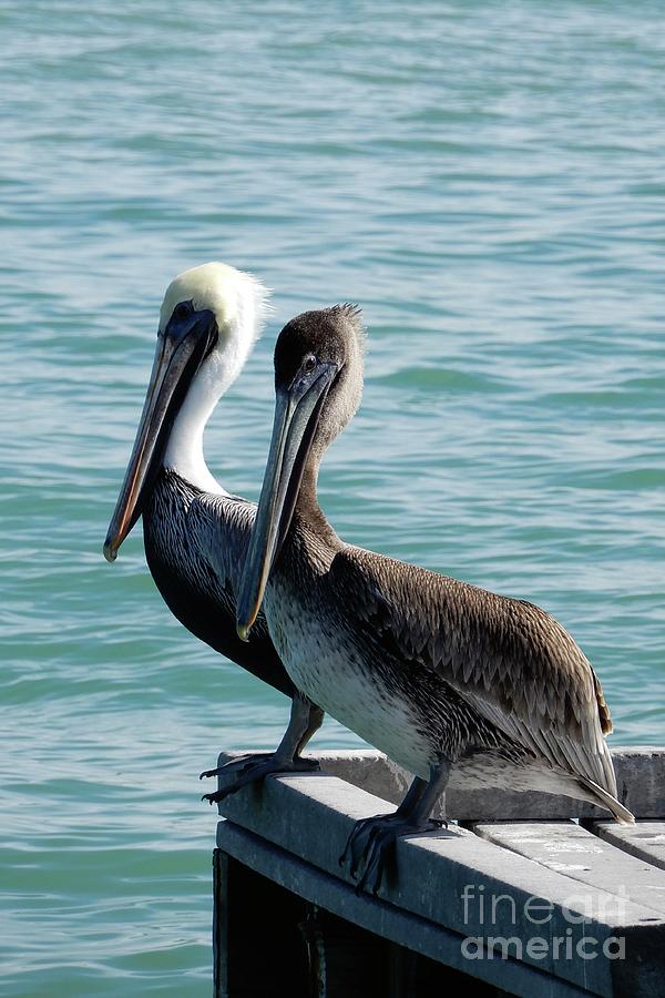 Brown Pelican Pair on Pier Photograph by Carol Groenen