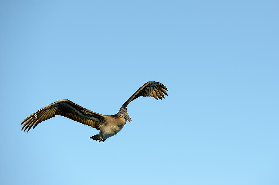 Brown Pelican, Pelecanus occidentalis, Elizabeth Bay, Isabela Island, Galapagos Islands, Ecuador Photograph by Kevin Oke