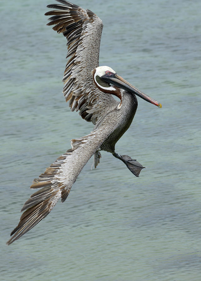 Brown Pelican, Pelecanus occidentalis, Santa Cruz Island, Galapagos Islands, Ecuador Photograph by Kevin Oke