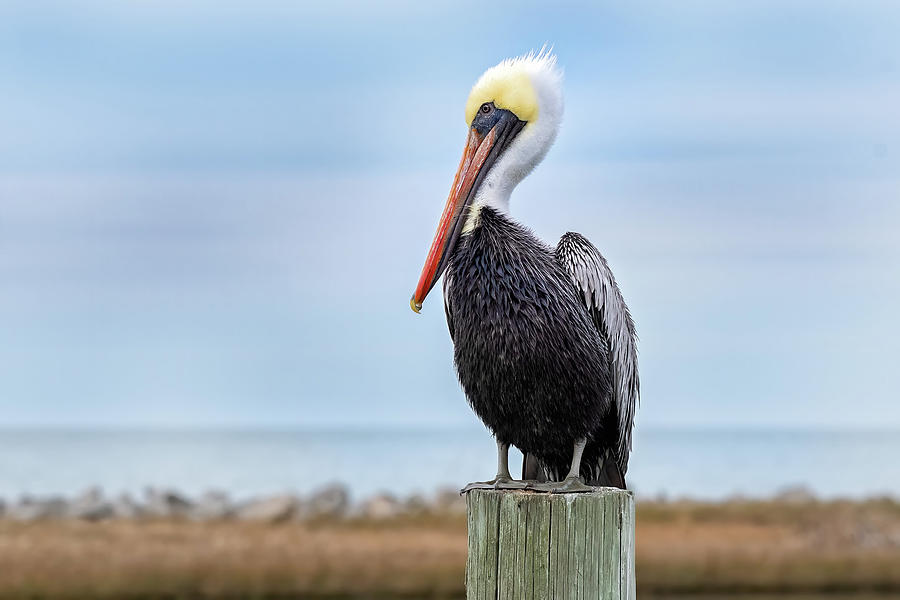 Brown Pelican Perch Photograph by Fon Denton