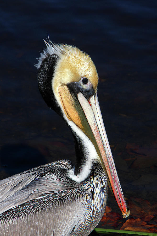 Brown Pelican Portrait Photograph by Art Block Collections