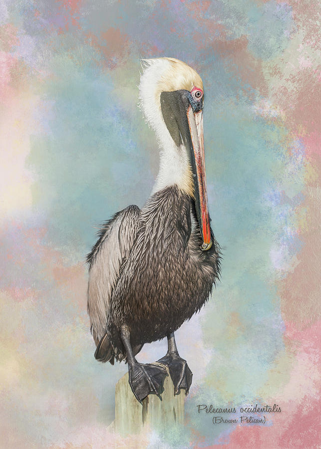 Brown Pelican Portrait Art Photograph by Patti Deters