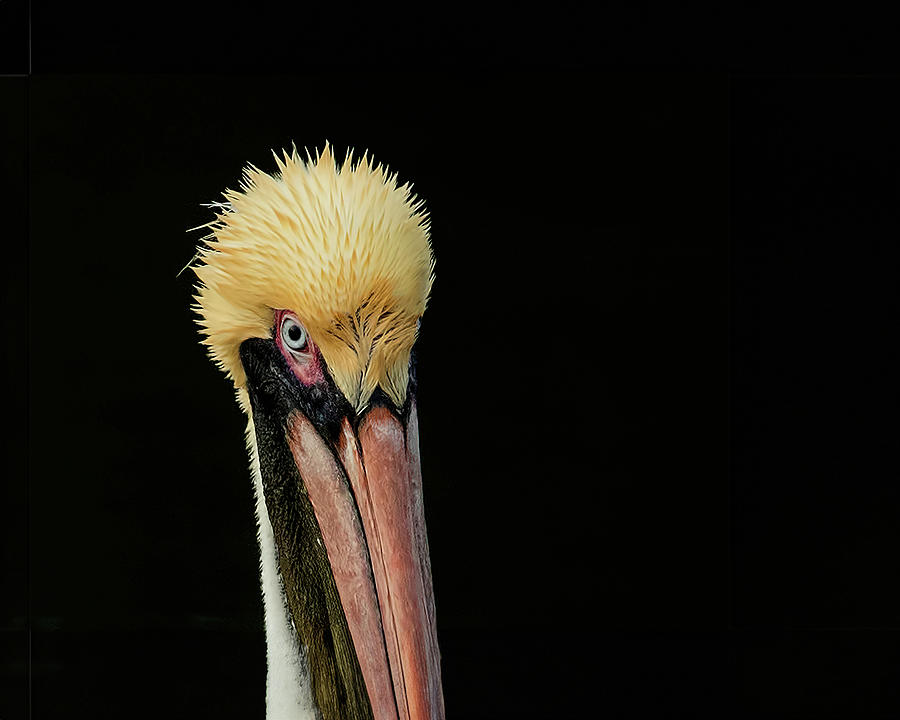 Brown Pelican Portrait Photograph by CR Courson
