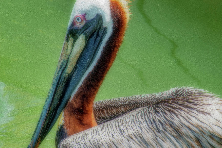 Brown Pelican Portrait Photograph by Debra Kewley