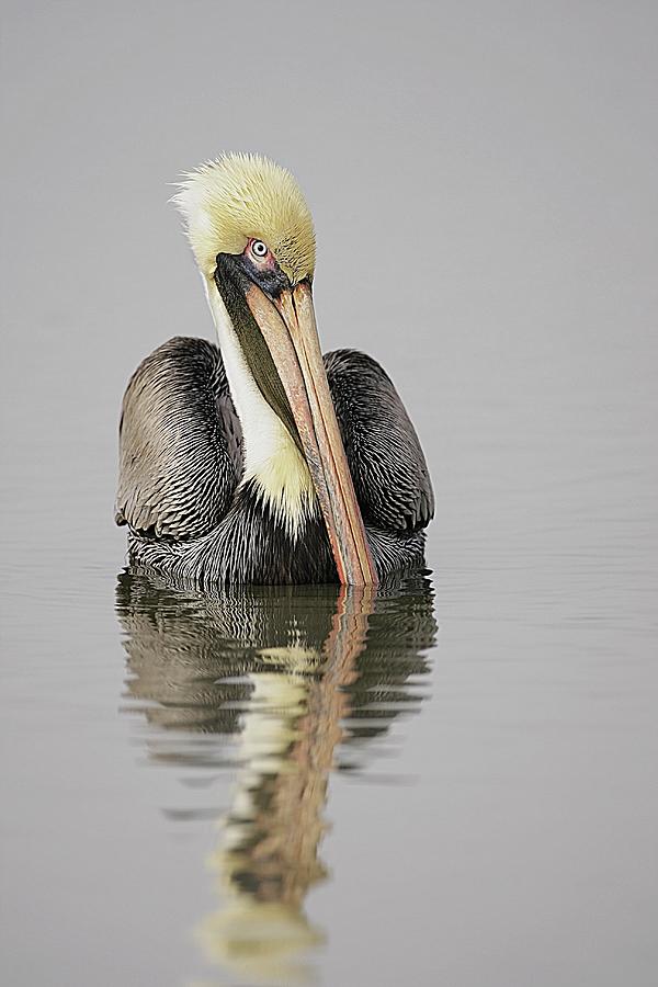 Brown Pelican Portrait In Water Photograph