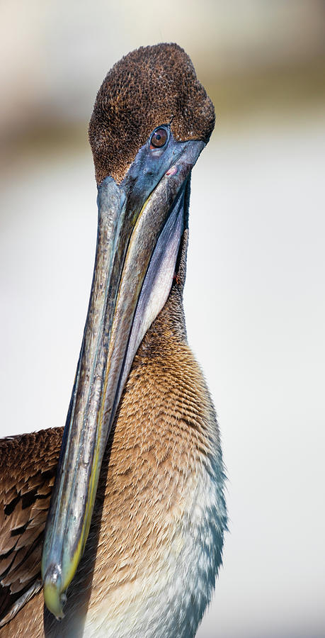 Brown Pelican Portrait Photograph by Jordan Hill