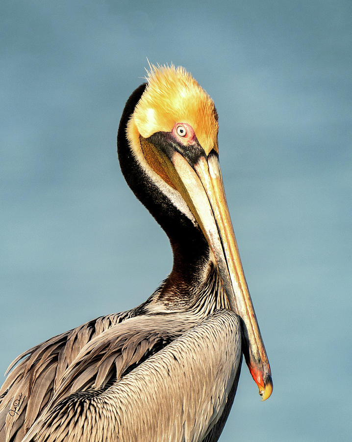 Brown Pelican Portrait Photograph by Judi Dressler