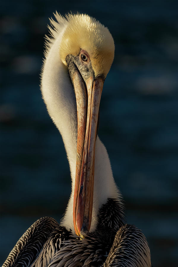 Brown Pelican Portrait Photograph by RD Allen
