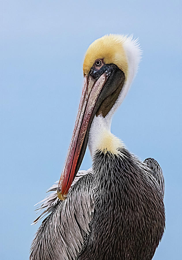 Brown Pelican Portrait With Blue Sky Photograph