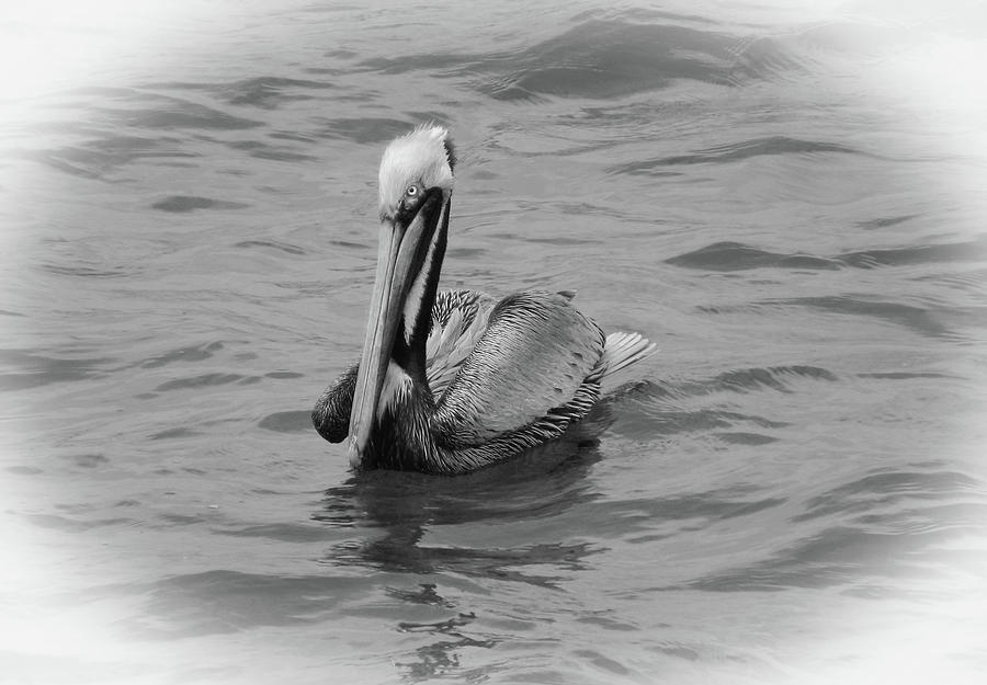 Brown Pelican Pose - How Cute Am I bw Photograph by Emmy Marie Vickers
