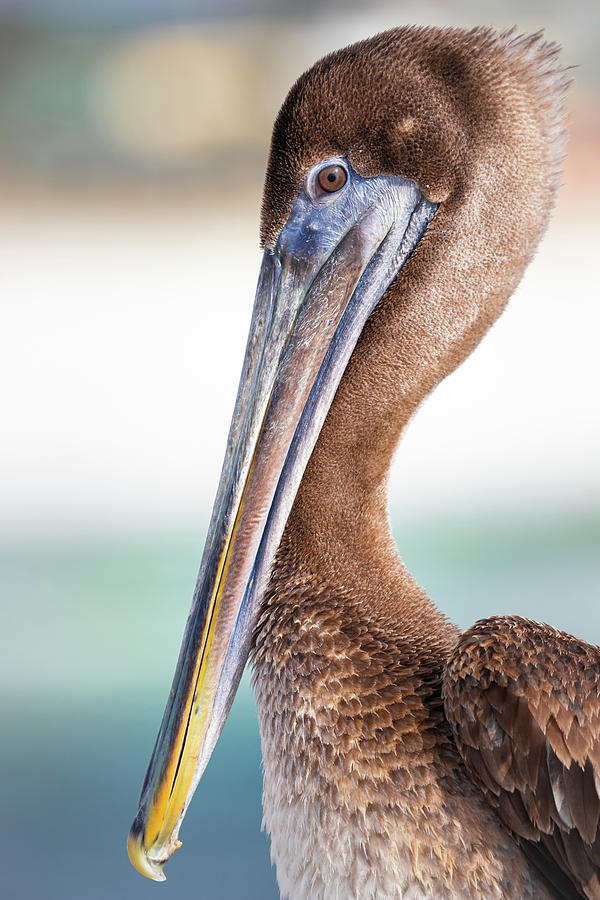 Brown Pelican Pose Photograph by Jordan Hill