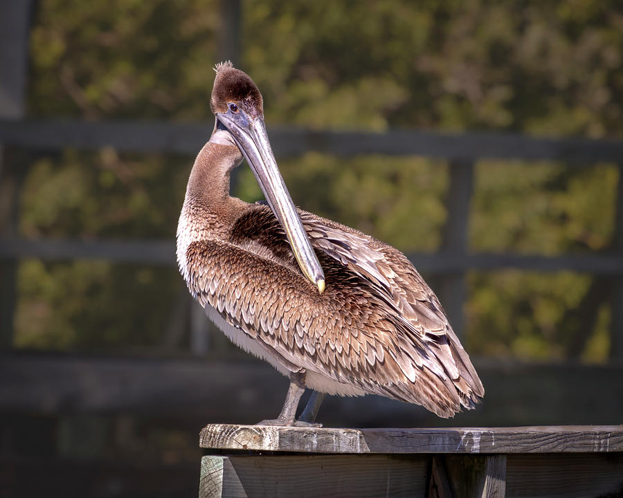Brown Pelican Posing Photograph by Norma Brandsberg
