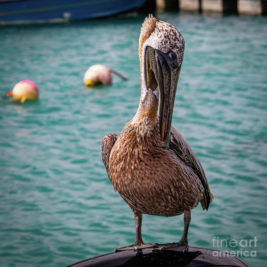 Brown pelican preening his feathers Photograph by Lyl Dil Creations