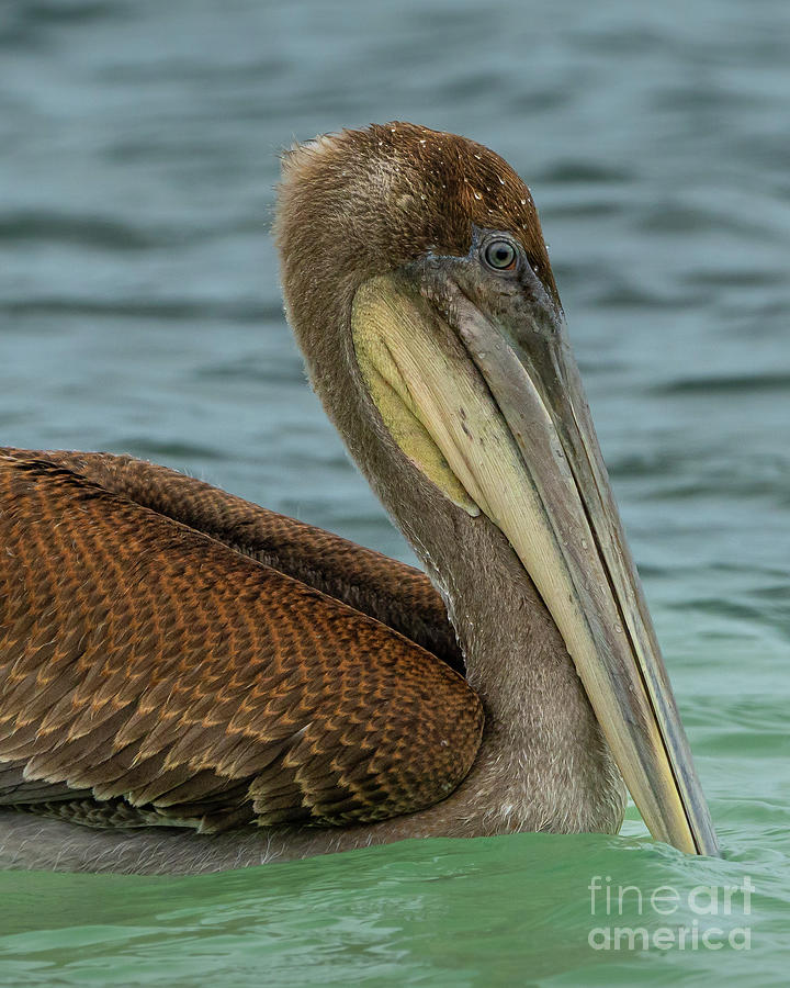 Brown Pelican Profile Close-up Photograph by Nancy Gleason