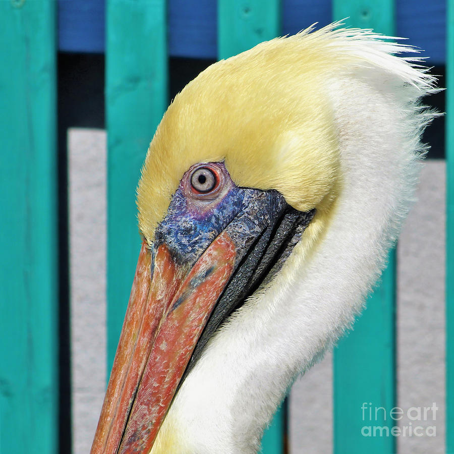 Brown Pelican Profile Photograph by Joanne Carey
