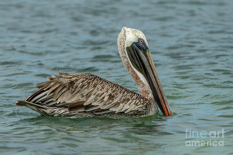 Brown Pelican Profile Photograph by Nancy Gleason