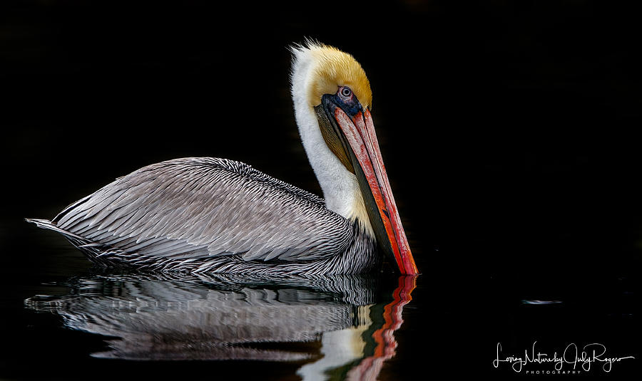 Brown Pelican reflecting Photograph by Judy Rogero