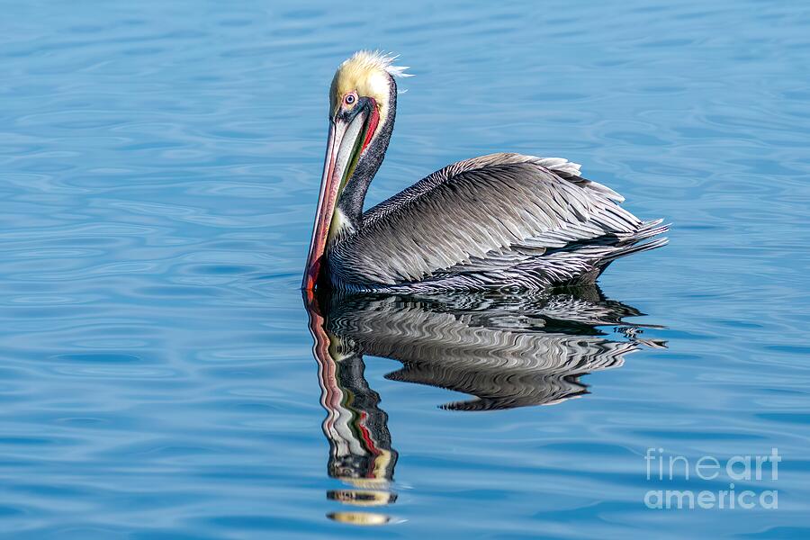 Pelican Photograph - Brown Pelican Reflection by Jennifer Jenson
