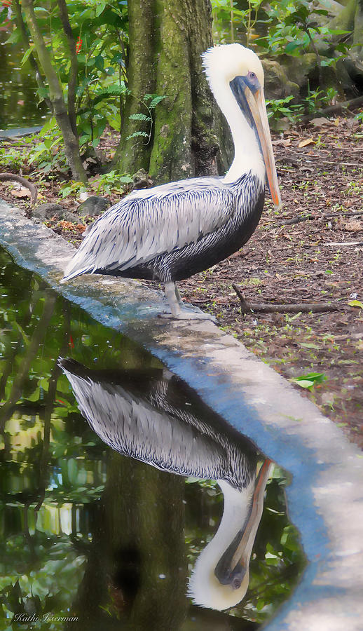 Brown Pelican Reflections Photograph by Kathi Isserman