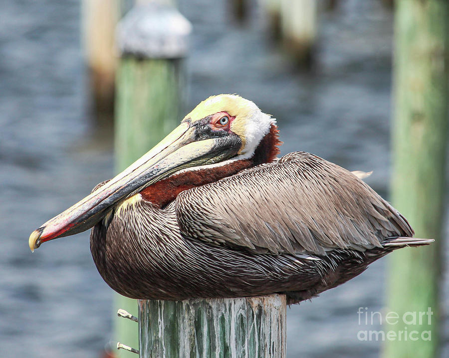 Brown pelican resting on a stoop Photograph by Joanne Carey
