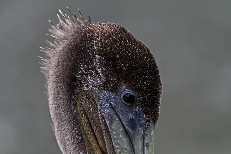 Brown Pelican Photograph by Roger Mullenhour