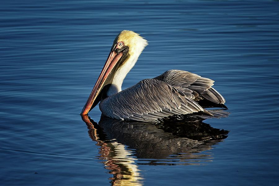 Brown Pelican Photograph by Ronald Lutz