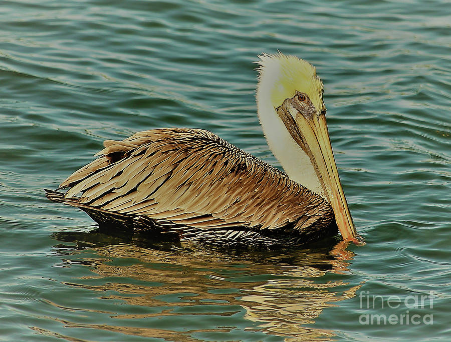 Brown Pelican Sailing Along Photograph by Joanne Carey