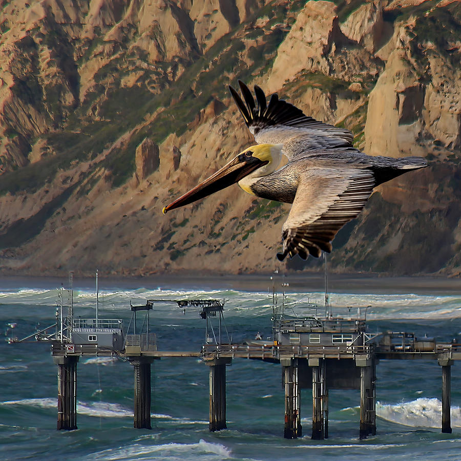 Brown Pelican Sailing on Pacific Ocean Winds Photograph by Russ Harris
