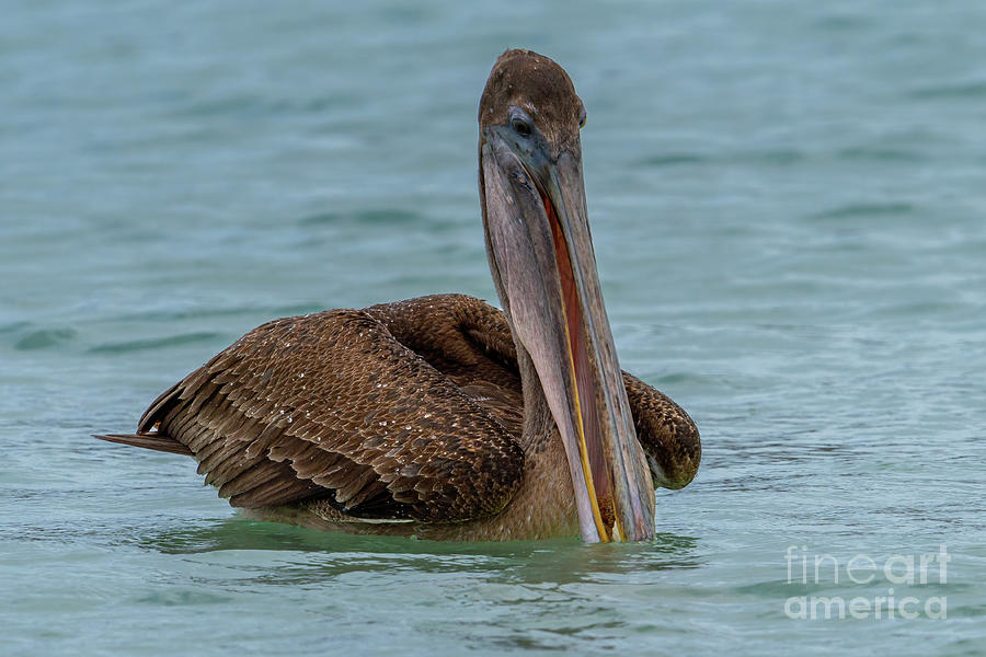Brown Pelican Scooping Fish Photograph by Nancy Gleason