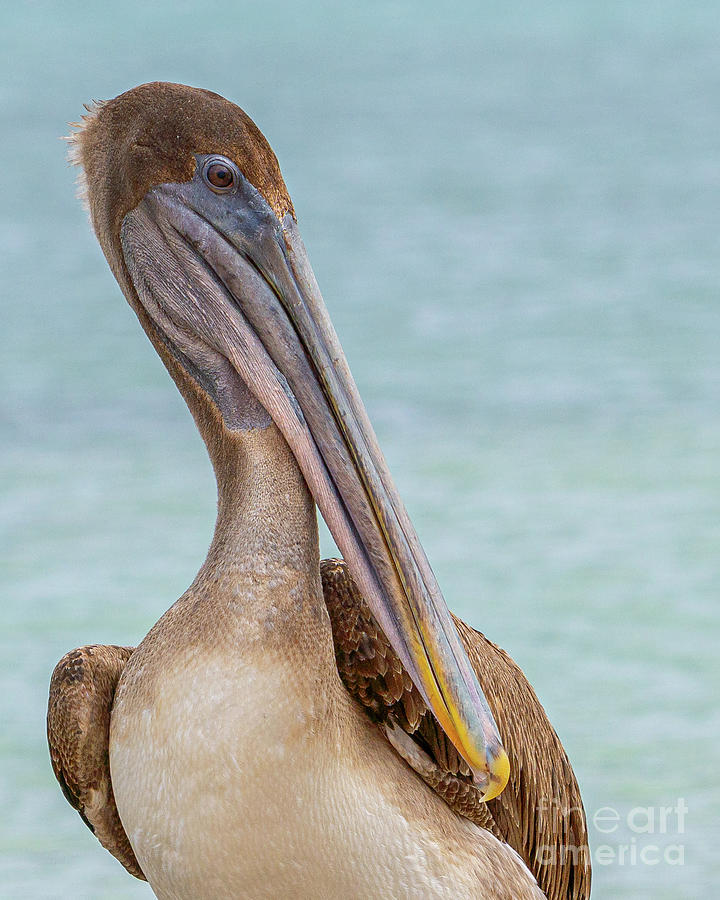 Brown Pelican Side-eye Photograph by Nancy Gleason