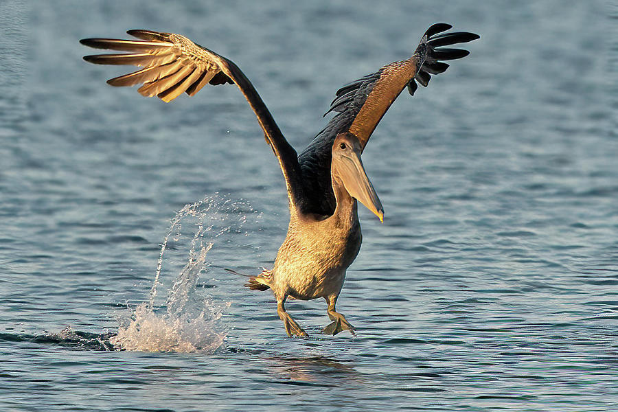 Brown Pelican Skipping Off the Water Photograph by Vincent Billotto