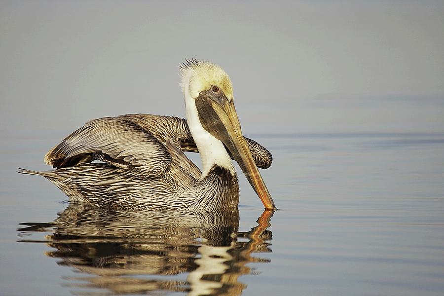 Brown Pelican Stretching Photograph