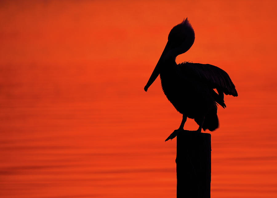 Brown Pelican Stretching On Post Silhouette Photograph