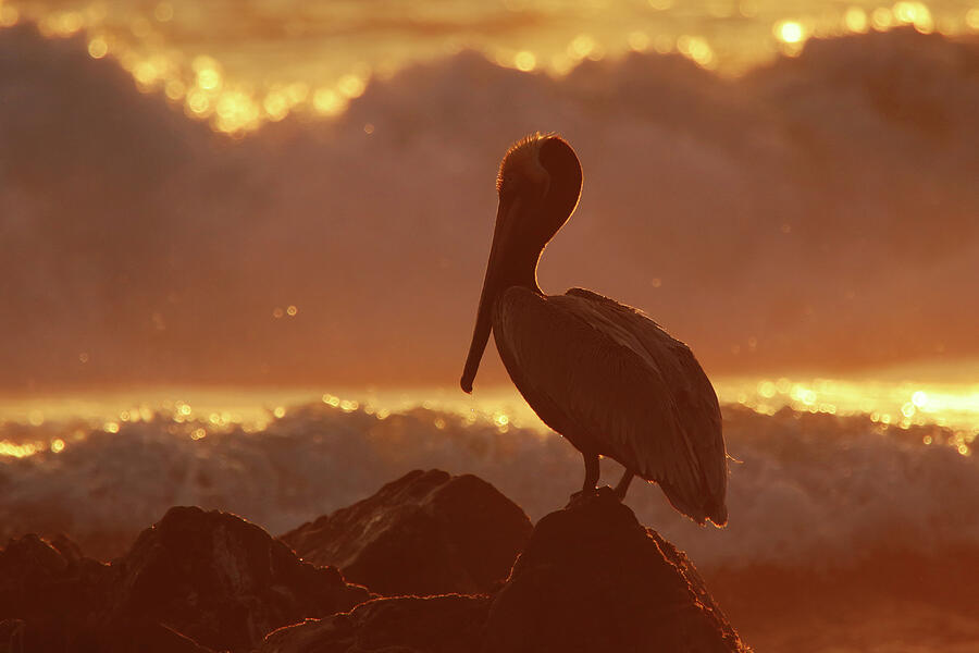 Pelican Photograph - Brown Pelican sunset, Troncones Mexico by William Mertz Photography
