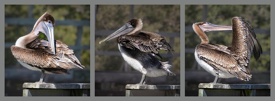 Brown Pelican Triptych Photograph by Norma Brandsberg