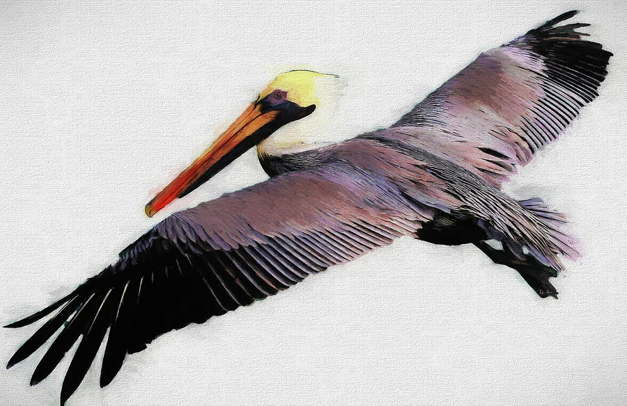 Brown Pelican Watercolor On Canvas Digital Art