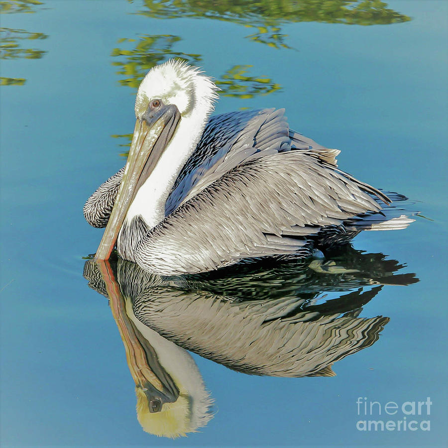 Brown Pelican... White Reflection Photograph by Joanne Carey