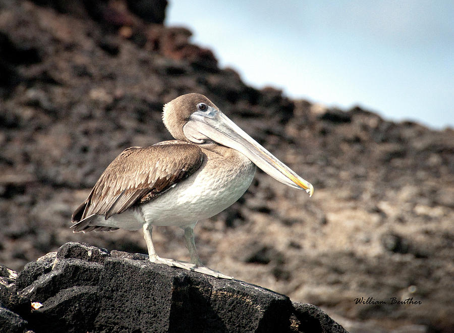 Brown Pelican Photograph by William Beuther