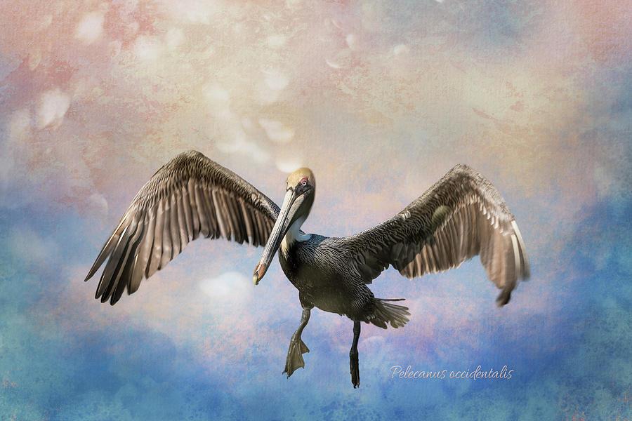 Brown Pelican Wingspan with Textures Photograph by Patti Deters