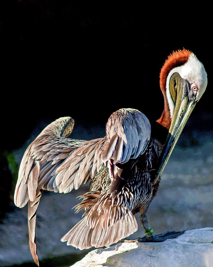 Brown Pelican 4 Photograph by Winston D Munnings