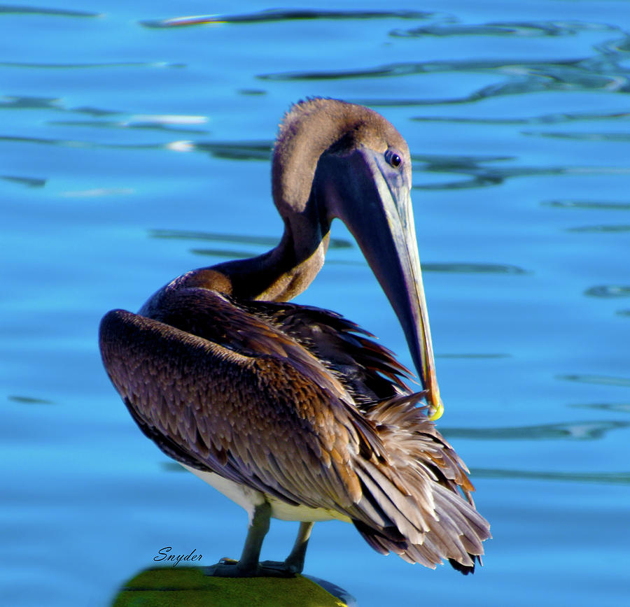 Brown Pelican With An Itch Photograph by Floyd Snyder