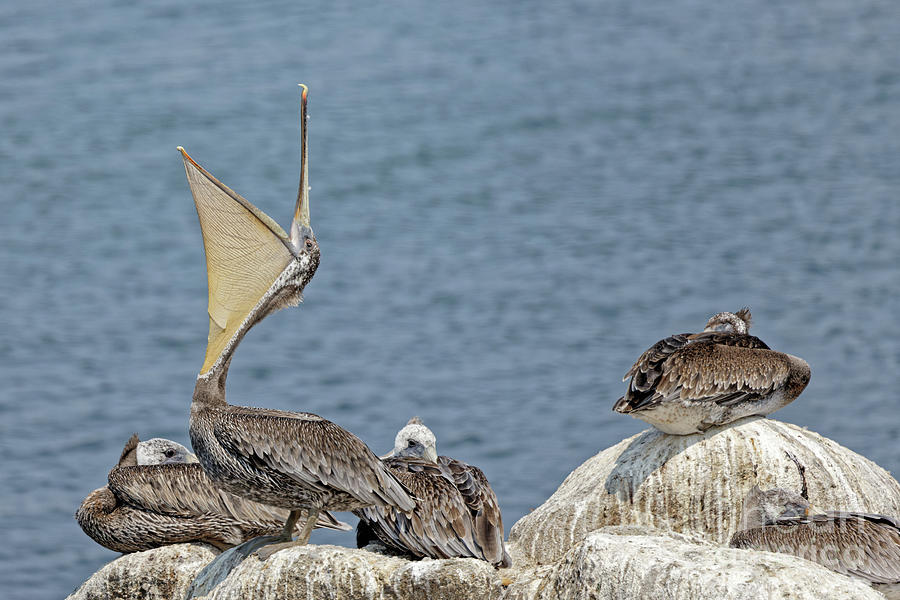 Brown Pelican Yawn Photograph by Natural Focal Point Photography