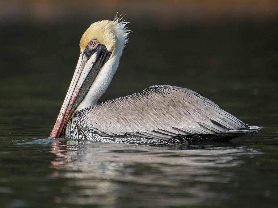 Brown Pelican Soft Light Photograph by Mary Catherine Miguez
